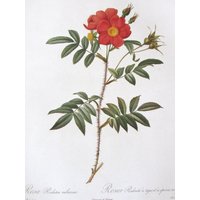 Botanik Print-Redoute - Redoute Rose/Double May Rose, 2-Seitige Buchseite, 10 X 13 In von RaesVintage