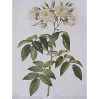 Botanik Print-Redoute-Semi Doppel Musk Rose/Redoute Rose, 2-Seitige Vintage Buchseite, Ideal Für Framing, 10 X 13 In Botanik Print-Redoute-Semi Doppel Musk Rose/Redoute Rose, 2-Seitige Vintage Buchseite, Ideal Für Framing, 10 X 13 In von RaesVintage