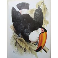Edward Lear, Toco Toucan/Uhu, 10 X 14 In. 2-Seitiger Farbteller, 1980Er Jahre Buchseite, Ungerahmter Druck von RaesVintage