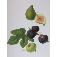 Feige, Farbe Platte, 7, 75 X 11, 5 in Vintage-Buch Seite Illustration Von Marilena Pistoia, Rahmen von RaesVintage