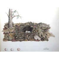 Fliegenpilz-Nest Und Eier, Farbtafel, Vintage-Buchseitendruck, Ungerahmter Druck, 10, 5 X 13 Zoll, Naturdruck, Ornithologie-Druck von RaesVintage