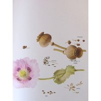 Gewürze, Dill/Cumin/Mohn/Kümmel, Farbteller, 19, 5 X 11, 5 Zoll, Vintage Buch Seite Illustration Von Marilena Pistoia, Ungerahmter Druck von RaesVintage