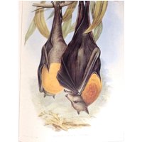 Graukopfflughund, 1990Er Reproduktion Farbdruck, 26 X 35 cm Buchseite, Tierdruck, Naturdruck von RaesVintage