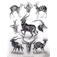 Jahrgang 1974 Exlibris, Ernst Haeckel, Antilopen/Kolibris, Wildtier-Naturdruck Ungerahmt Buchseite Schwarzweißdruck von RaesVintage