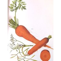 Karotte/Seefenchel. Gemüsefarbplatte, 20 X 30 cm, Vintage Buch Seitendruck, Illustration Von Marilena Pistoia, Nicht Gerahmter Druck von RaesVintage