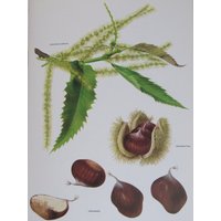 Kastanie, Farbe Platte, 7, 75 X 11, 5 in Vintage Darstellung Von Marilena Pistoia, Ungerahmt Buch Seite Drucken von RaesVintage