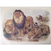 Löwe, 1990Er Jahre Reproduktion Farbplatte, 10 X 14 In. Buch-Seite Druck, Tier Natur-Druck Löwe, 1990Er Jahre Reproduktion Farbplatte, 10 X 14 In. Buch-Seite Druck, Tier Natur-Druck von RaesVintage