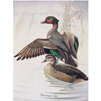 Menabonis Vögel, Grünflügel Teal, 1950 Vintage Buchseite Zum Rahmen, 8, 5 X 12 In von RaesVintage