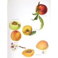Nektarine/Aprikose, Farbplatte, 20 X 30 cm, Vintage Buchseite Von Marilena Pistoia, Nicht Gerahmter Druck Nektarine/Aprikose, Farbplatte, 20 X 30 cm, Vintage Buchseite Von Marilena Pistoia, Nicht Gerahmter Druck von RaesVintage