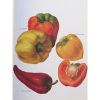 Pfeffer, Farbteller, 7, 75 X 11, 5 In, Vintage Illustration Von Marilena Pistoia, Ungerahmter Buchseitendruck von RaesVintage