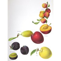 Pflaumen, Farbteller, 7, 75 X 11, 5 In, Vintage Buch Seite Illustration Von Marilena Pistoia, Ungerahmter Druck von RaesVintage