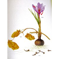 Safran/Hopfen/Nelke, Farbteller, 7, 75 X 11, 5 In, Vintage Illustration Von Marilena Pistoia, Ungerahmter Druck von RaesVintage