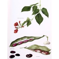 Scarlet Runner & Lima Beans, Vintage Buchseite, 20 X 30 cm, Von Marilena Pistoia von RaesVintage