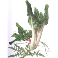 Spinat/Ackermohn Mangold Buchseite, Vintage Illustration Von Marilena Pistoia, Nicht Gerahmt von RaesVintage