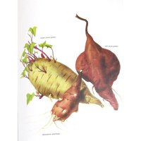 Süßer Kartoffel/Jerusalem Artischocke, Farbteller, 7, 75 X 11, 5 In, Vintage Buch Seite Illustration Von Marilena Pistoia, Ungerahmter Druck von RaesVintage