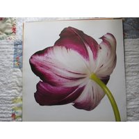 Tulpen, Attila/Texas Gold, 12 X in Farbdruck Platte, 2-Seitig Vintage-Buch Drucken, Botanik von RaesVintage