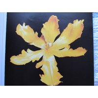 Tulpen, Gelbe Papagei/Garten Party, 12 X in Farbdruck Platte, 2-Seitig Vintage-Buch Drucken, Botanik Tulpen, Gelbe Papagei/Garten Party, 12 X in Farbdruck Platte, 2-Seitig Vintage-Buch Drucken, Botanik von RaesVintage