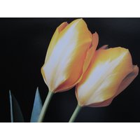 Tulpen, Mrs John T. Scheepers/Allegretto, 12 X in Farbdruck Platte, 2-Seitig Vintage-Buch Drucken, Botanik Tulpen, Mrs John T. Scheepers/Allegretto, 12 X in Farbdruck Platte, 2-Seitig Vintage-Buch Drucken, Botanik von RaesVintage