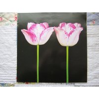 Tulpen, Shirley/Meissner Porzellan, 12 X in Farbdruck Platte, 2-Seitig Vintage-Buch Drucken, Botanik von RaesVintage