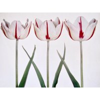 Tulpen, Twinkle/Habit De Noce, 12 X In, Farbteller, 2-Seitiger Vintage Buchdruck, Botanik Druck von RaesVintage