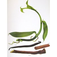 Vanille/Zimt/Lakritze, Farbteller, 7, 75 X 11, 5 In, Vintage Illustration Von Marilena Pistoia, Ungerahmter Druck von RaesVintage