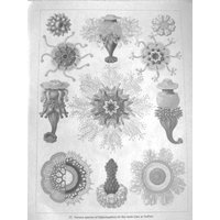 Vintage 1974 Buchplatte, Ernst Haeckel, Siphonophora/Qualle von RaesVintage