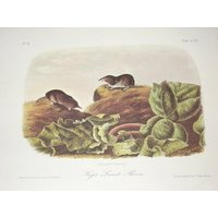 Vintage Audubon Tier Druck-2 Seite Buchseite-Säugetier-1975 Print-Carolina Shrew/Sagt Am Wenigsten Shrew Vintage Audubon Tier Druck-2 Seite Buchseite-Säugetier-1975 Print-Carolina Shrew/Sagt Am Wenigsten Shrew von RaesVintage