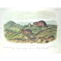 Vintage Audubon Tier Druck-2 Seitige Buch Platte-1975 Druck-Säugetier-Hudson Bay Lemming Vintage Audubon Tier Druck-2 Seitige Buch Platte-1975 Druck-Säugetier-Hudson Bay Lemming von RaesVintage