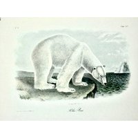 Vintage Audubon Tier Druck-2 Seitige Buch Platte-1975 Seite-Säugetier-Grizzly Bär/Eisbär von RaesVintage