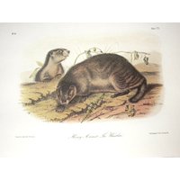 Vintage Audubon Tier Druck-2 Seitige Buch Platte-Säugetier-1975 Print-Hoary Murmeltier/Lervis Murmeltier von RaesVintage