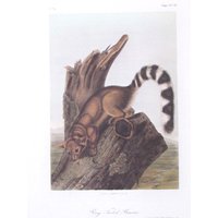 Vintage Audubon Tier Druck-2 Seitige Buch Seite-Säugetier-1975 Print-Ring Tailed Bassaris/Gelb Wangen Wiese Maus von RaesVintage