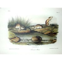 Vintage Audubon Tierdruck-2-Seitige Buchplatte-Säugetier-1975 Buchseitendruck-Kleine Erntemaus/Missouri-Maus von RaesVintage