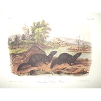 Vintage Audubon Tierdruck-2-Seitige Buchplatte-Säugetier-1975 Druck-Bergbach Nerz/Tawny Wiesel von RaesVintage