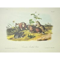 Vintage Audubon Tierdruck-2 Seitige Buchseite-Säugetier-1975 Druck-Kanada Pouched Ratte/Columbia Ratte von RaesVintage