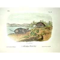 Vintage Audubon Tierdruck-2 Seitige Buchseite-Säugetier-1975 Druck-Maulwurf Förmige Beutelratte/Südliche Beutelratte, Dikays Spitzmaus von RaesVintage