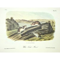 Vintage Audubon Tierdruck-2 Seitige Buchseite-Säugetier-1975 Druck-Weißfußmaus/Schwarze Ratte von RaesVintage