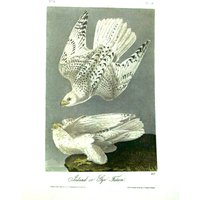 Vintage Audubon Vogel Druck-2 Einseitiger Buch Druck-1975 Seite-Island Falke Oder Wanderfalke von RaesVintage