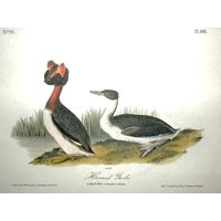 Vintage Audubon Vogel Druck-2 Seitige Buch Platte-1975 Druckohrtaucher/Geschnürter Haubentaucher, Ungerahmte Buchseite von RaesVintage