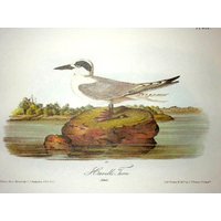 Vintage Audubon Vogel Druck-2 Seitige Buch Platte-1975 Print-Havells Seeschwalbe/Am Wenigsten Seeschwalbe von RaesVintage