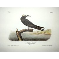 Vintage Audubon Vogel Druck-2 Seitige Buch Platte-1975 Print-Noddy Tern/Rosenseeschwalbe von RaesVintage