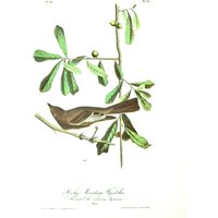 Vintage Audubon Vogel Druck-2 Seitige Buchseite - Druck 1975-Rocky Mountain Fliegenfänger/Sagt Vintage Audubon Vogel Druck-2 Seitige Buchseite - Druck 1975-Rocky Mountain Fliegenfänger/Sagt von RaesVintage