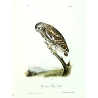 Vintage Audubon Vogel Print-2 Seitige Buch Platte-1975 Seite PrintHawk Owl Oder Passerine Day Vintage Audubon Vogel Print-2 Seitige Buch Platte-1975 Seite PrintHawk Owl Oder Passerine Day von RaesVintage