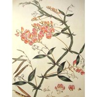 Vintage Farbteller, Everlasting Pea, Botanik Platte, 9 X 13 In., Buchteller, Ungerahmte Buchseite, Naturdruck von RaesVintage