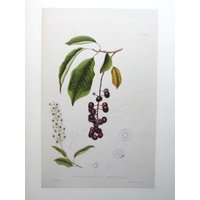 Wild Black Cherry, Reproduktion Farbteller, 9 X 12 In. Vintage Buchseite, Ungerahmte Buchplatte, 1984 Botanik Druck von RaesVintage