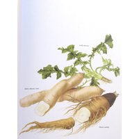 Wild Chicory/Bitter Chicory Root/Black Salsify, Farbteller, 7, 75 X 11, 5 In, Vintage Illustration Von Marilena Pistoia, Ungerahmter Buchdruck von RaesVintage