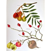 Wild Rose Hips/Azarole/Medlar/Service Tree Apple, Farbteller, 7, 75 X 11, 5 In, Vintage Illustration Von Marilena Pistoia, Ungerahmter Buchdruck Wild Rose Hips/Azarole/Medlar/Service Tree Apple, Farbteller, 7, 75 X 11, 5 In, Vintage Illustration Von Marilena Pistoia, Ungerahmter Buchdruck von RaesVintage