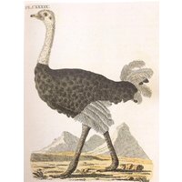strauß Von John Latham, 1990Er Jahre Reproduktion Farbschild, Buchteller, 10 X 14 Zoll. Buchseite Druck, Vogel Ornithologie Druck strauß Von John Latham, 1990Er Jahre Reproduktion Farbschild, Buchteller, 10 X 14 Zoll. Buchseite Druck, Vogel Ornithologie Druck von RaesVintage