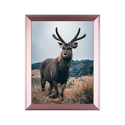 Rahmendesign24 Posterrahmen Rio 50x70 Roségold Fotorahmen, Wechselrahmen, Bilderrahmen von Rahmendesign24