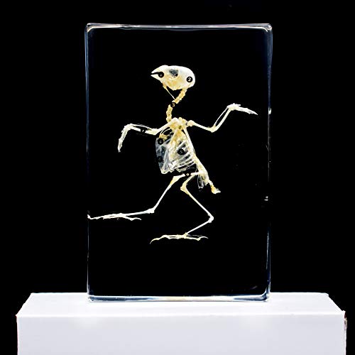Vogel-Skelett-Probe Tierprobe im Acrylblock Paperweights-Harz-Sammlungs-Anzeigen-Geschöpfe Wissenschafts-Bildungs-Klassenzimmer-Proben Vogel-Skelett-Probe Tierprobe im Acrylblock Paperweights-Harz-Sammlungs-Anzeigen-Geschöpfe Wissenschafts-Bildungs-Klassenzimmer-Proben von Rainbow_Road