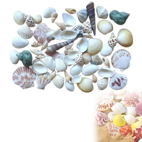 Natürliche Muschel Perlen,Shells Mixed,Mini Gemischte Muscheln,Natur Muscheln,Deko Muscheln,Ozean Muscheln,Kleine Muscheln,Muscheln zum Basteln,Natürliche Muscheln für Strand,Bastelmuscheln von Rakiuty